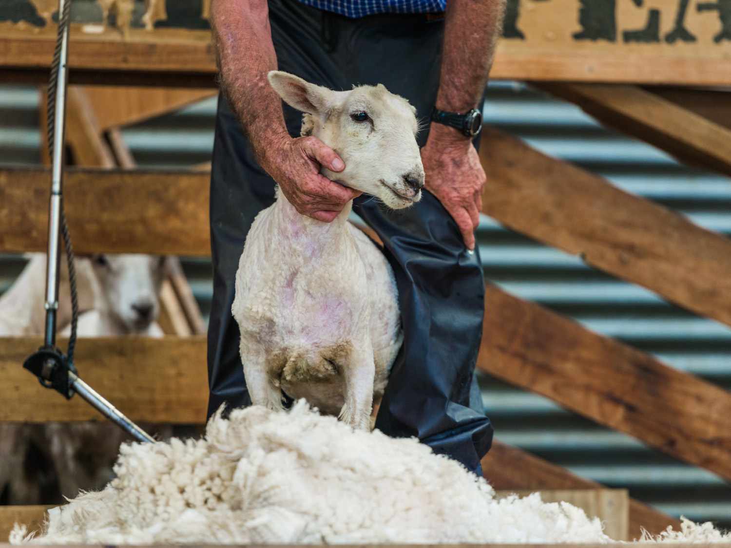 Wool Market Report