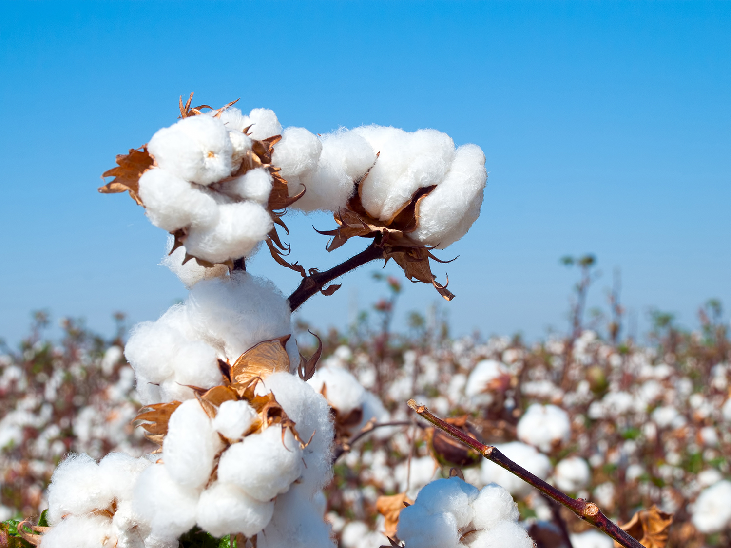 COTTON TN