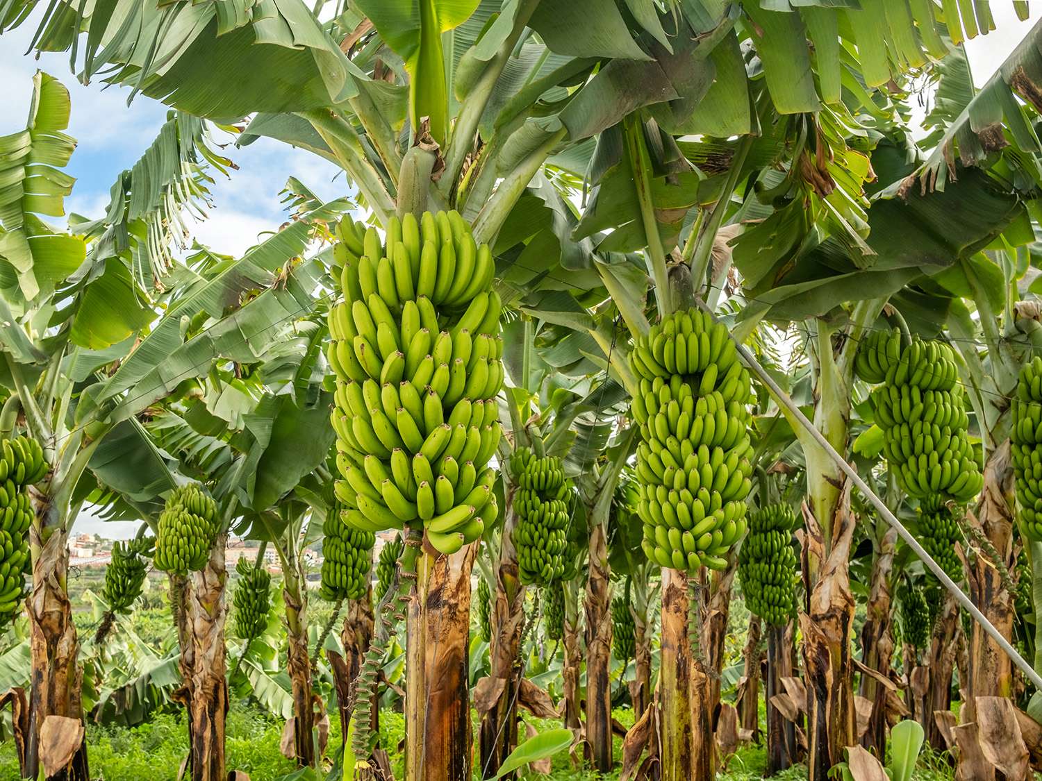 BANANA FIBRES TN