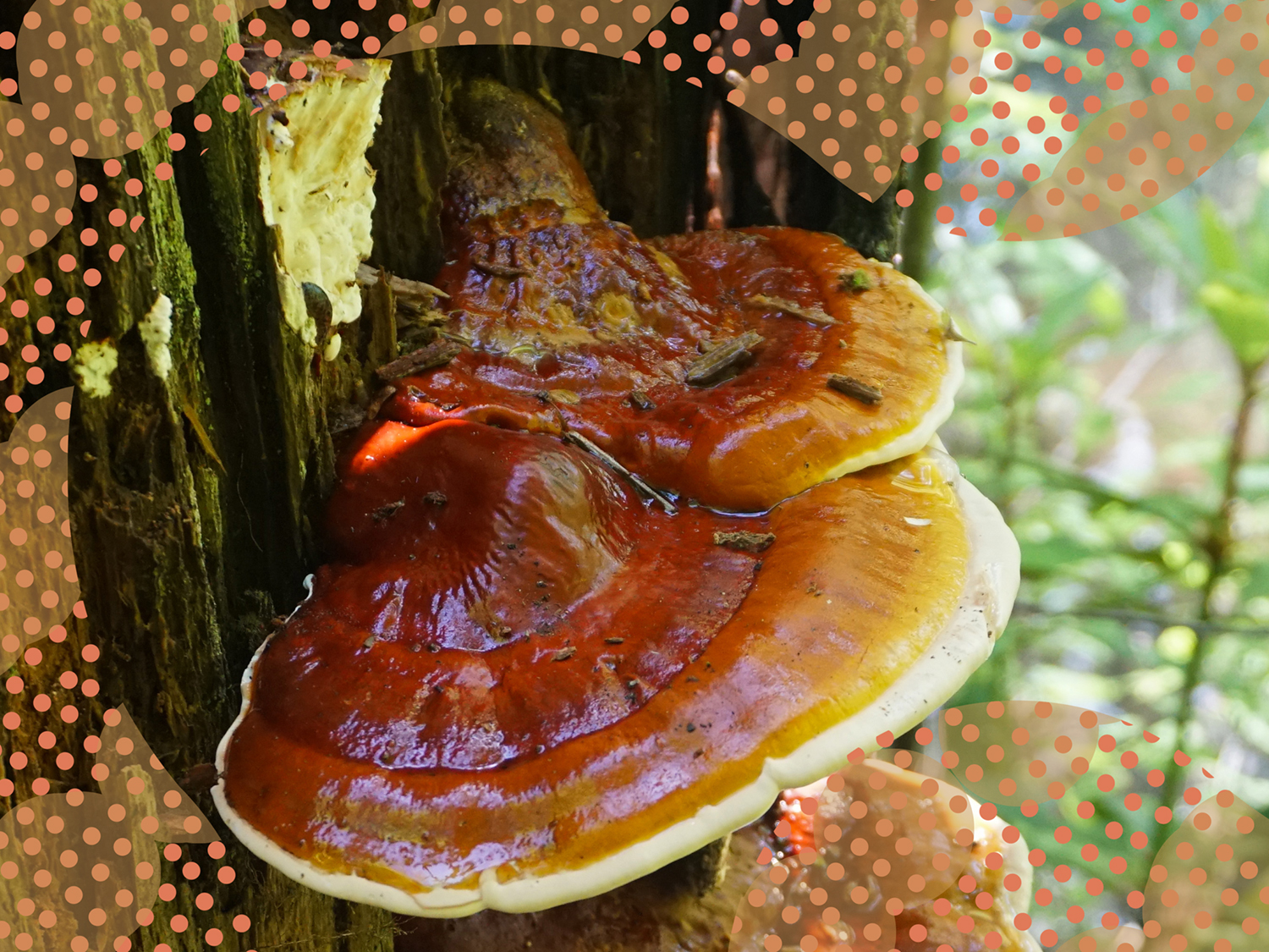 Ep. 89: Turning mushrooms into leather and foam