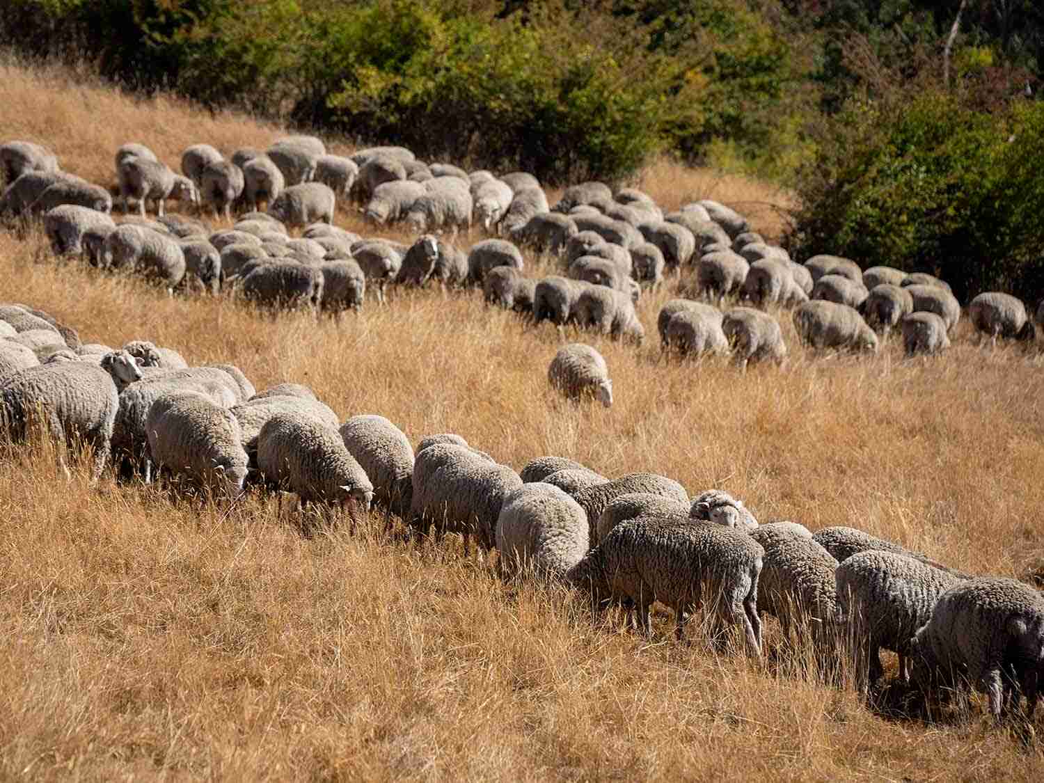 Wool Market Report