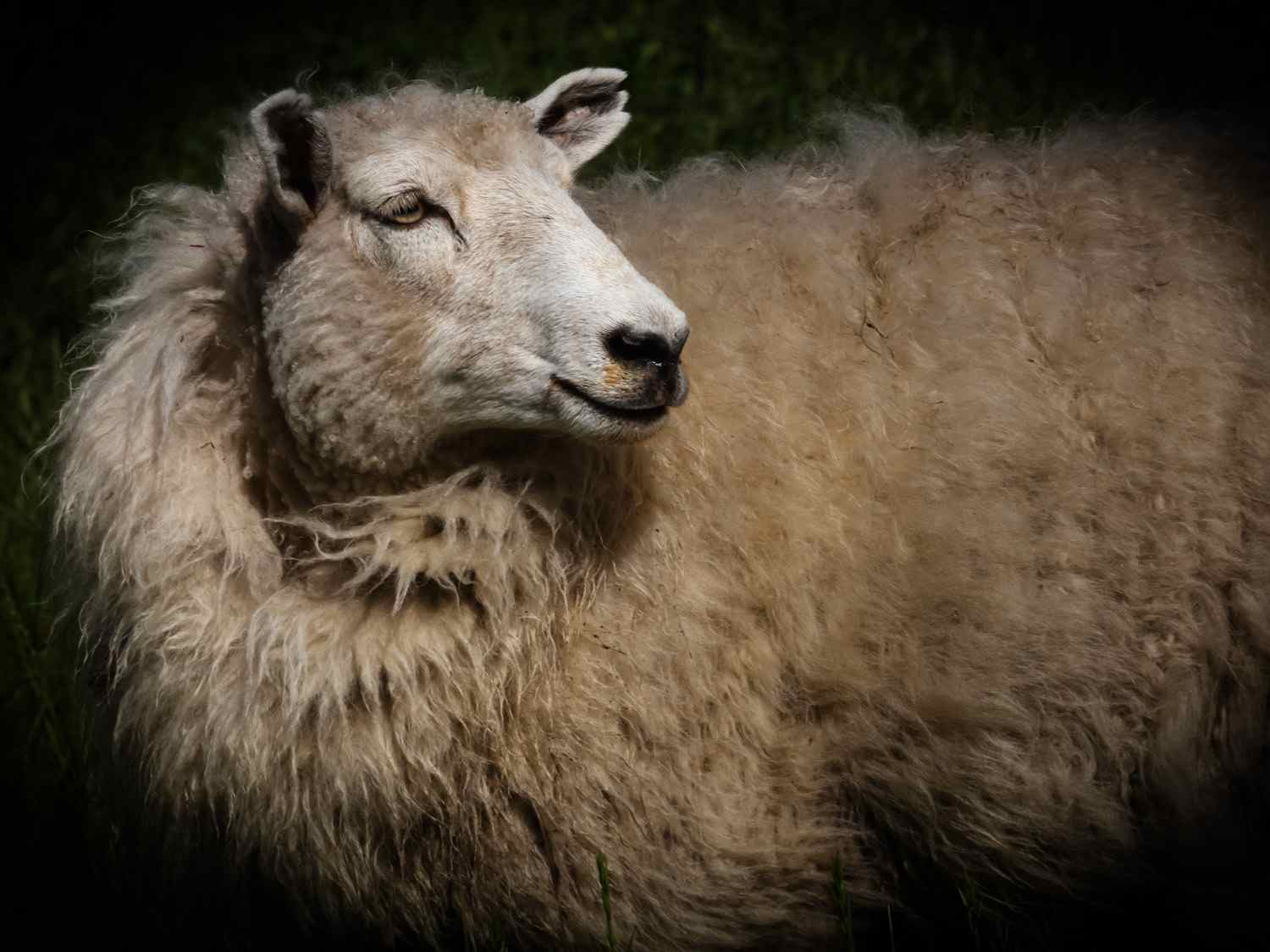 Wool Market Report