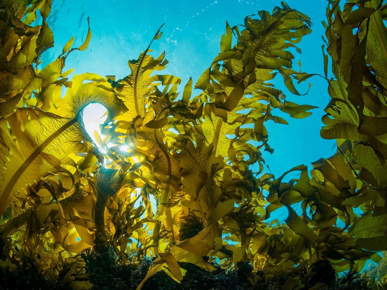 SEAWEED TN