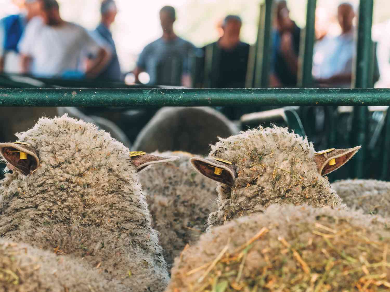 Wool Market Report