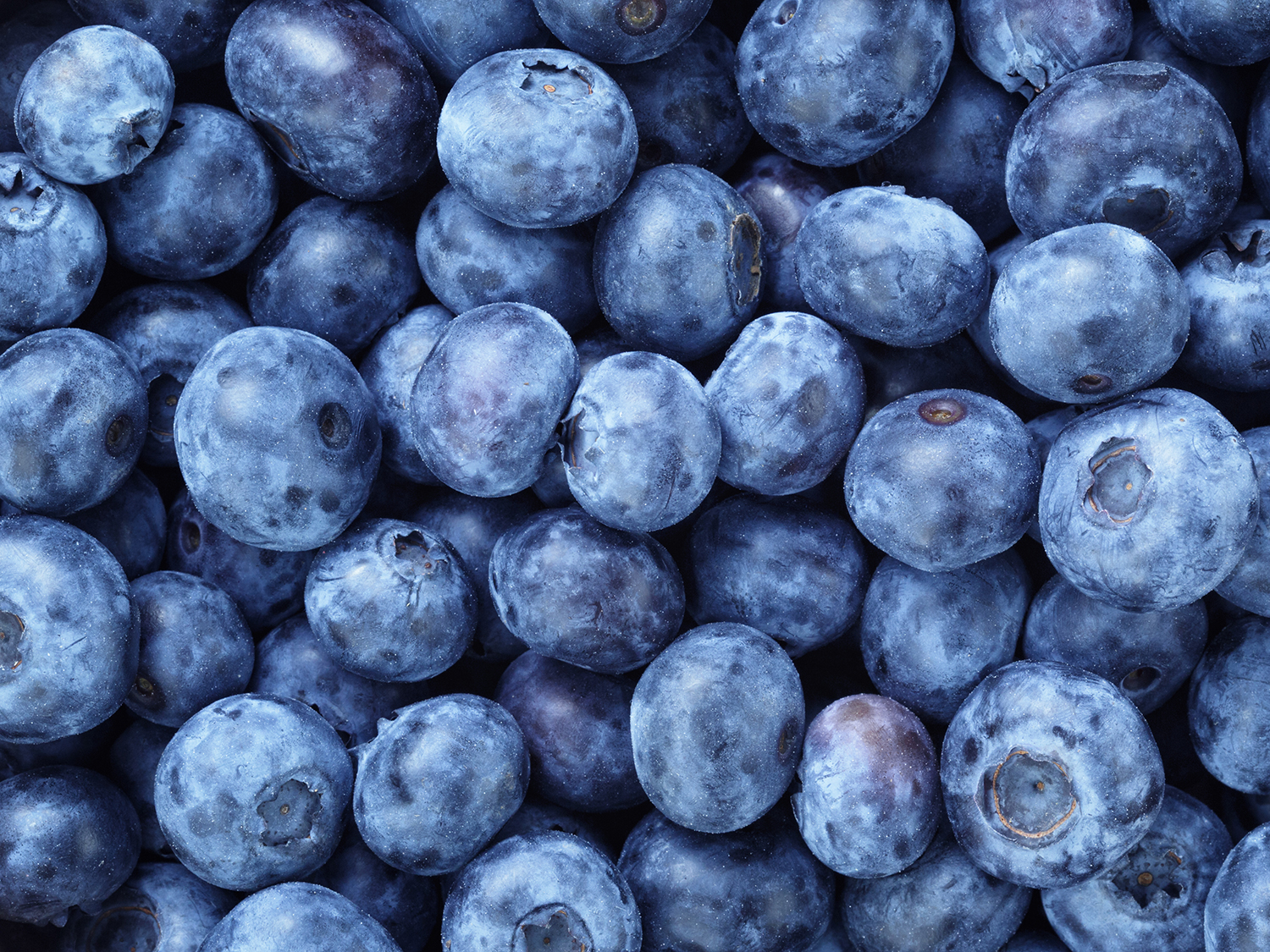 BLUEBERRY TN