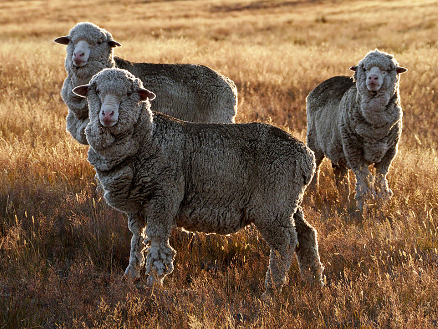 MERINO TN