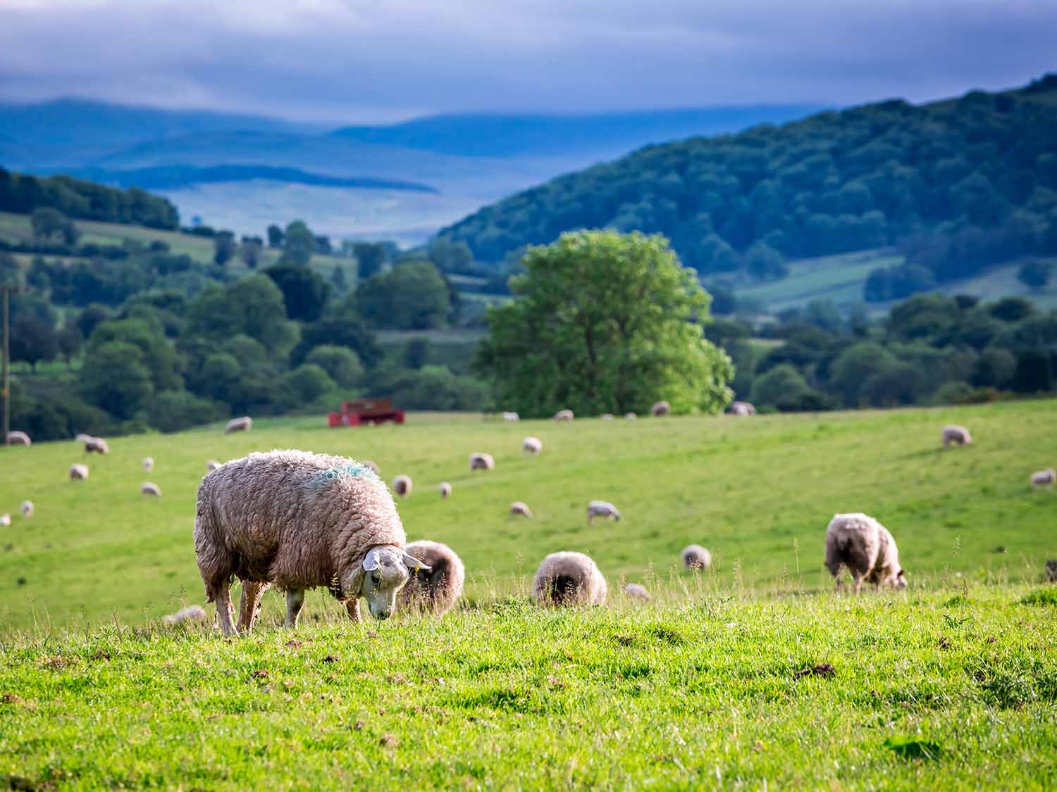 Wool Market Report