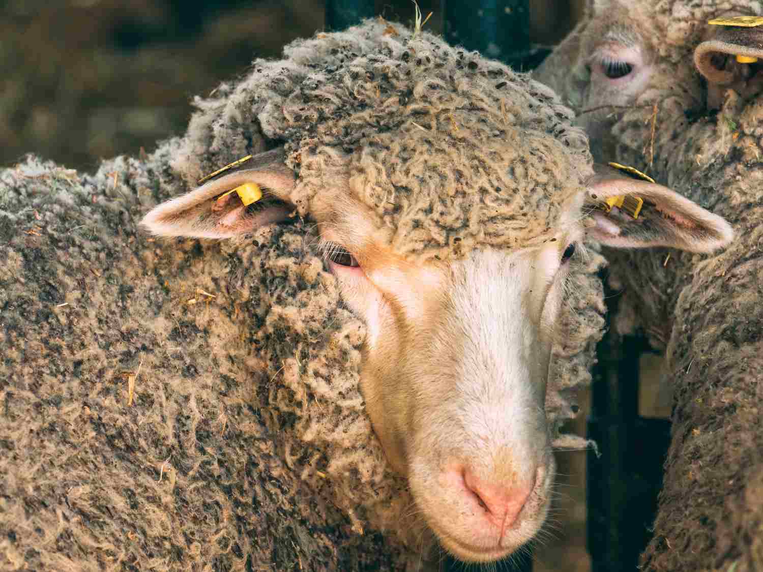Wool Market Report