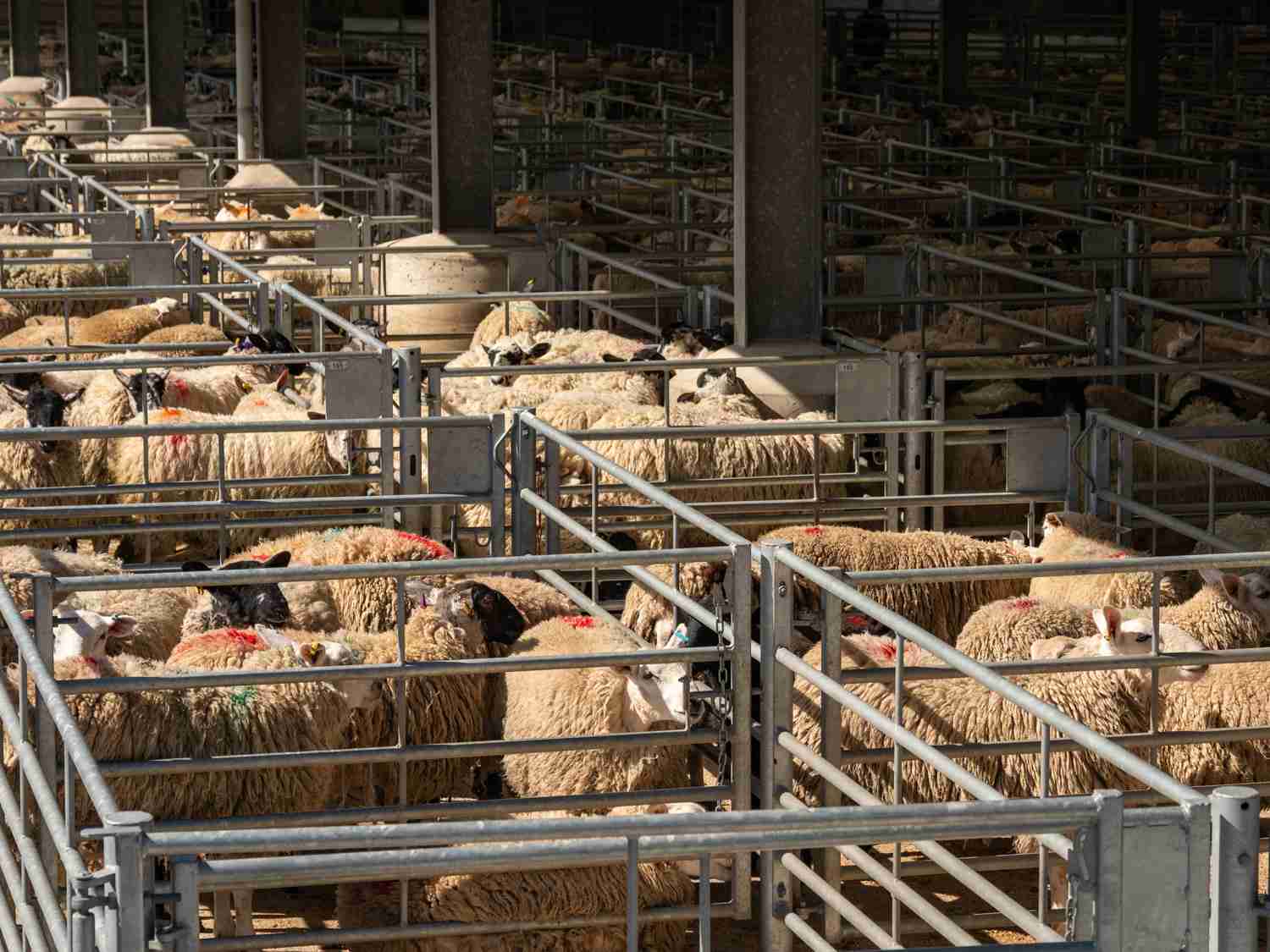 Wool Market Report