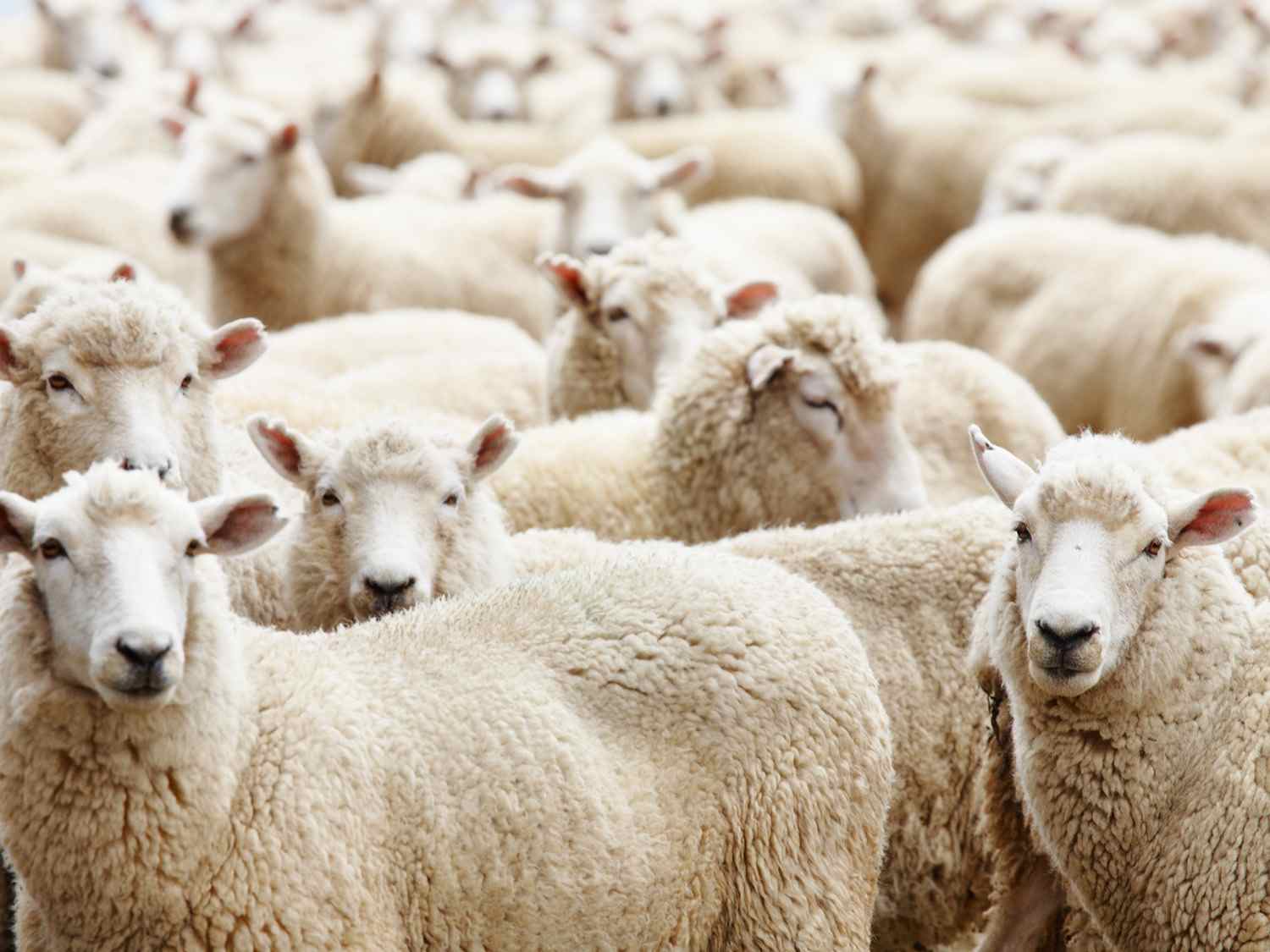 Wool Market Report